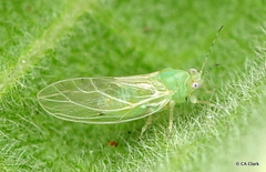 Bactericera lavaterae