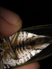 Neotibicen latifasciatus
