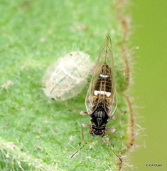 Bactericera lavaterae