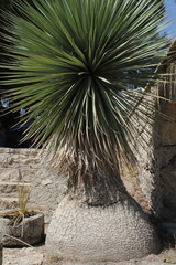 Beaucarnea