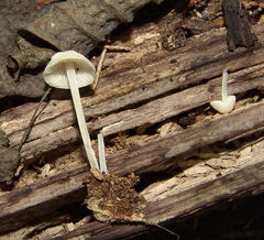 Biannulariaceae