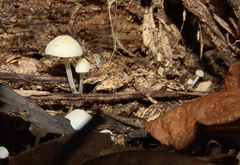 Biannulariaceae