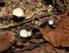 Biannulariaceae