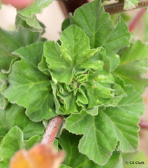 Bactericera lavaterae