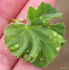 Bactericera lavaterae