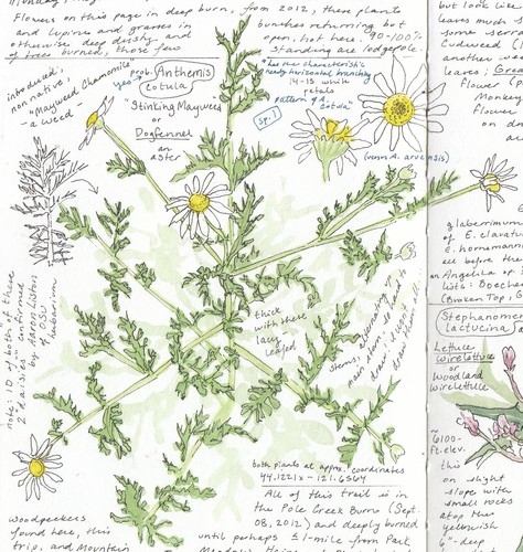 Anthemis cotula iNat (1)