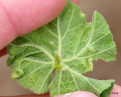 Bactericera lavaterae