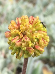 Eriogonum diclinum