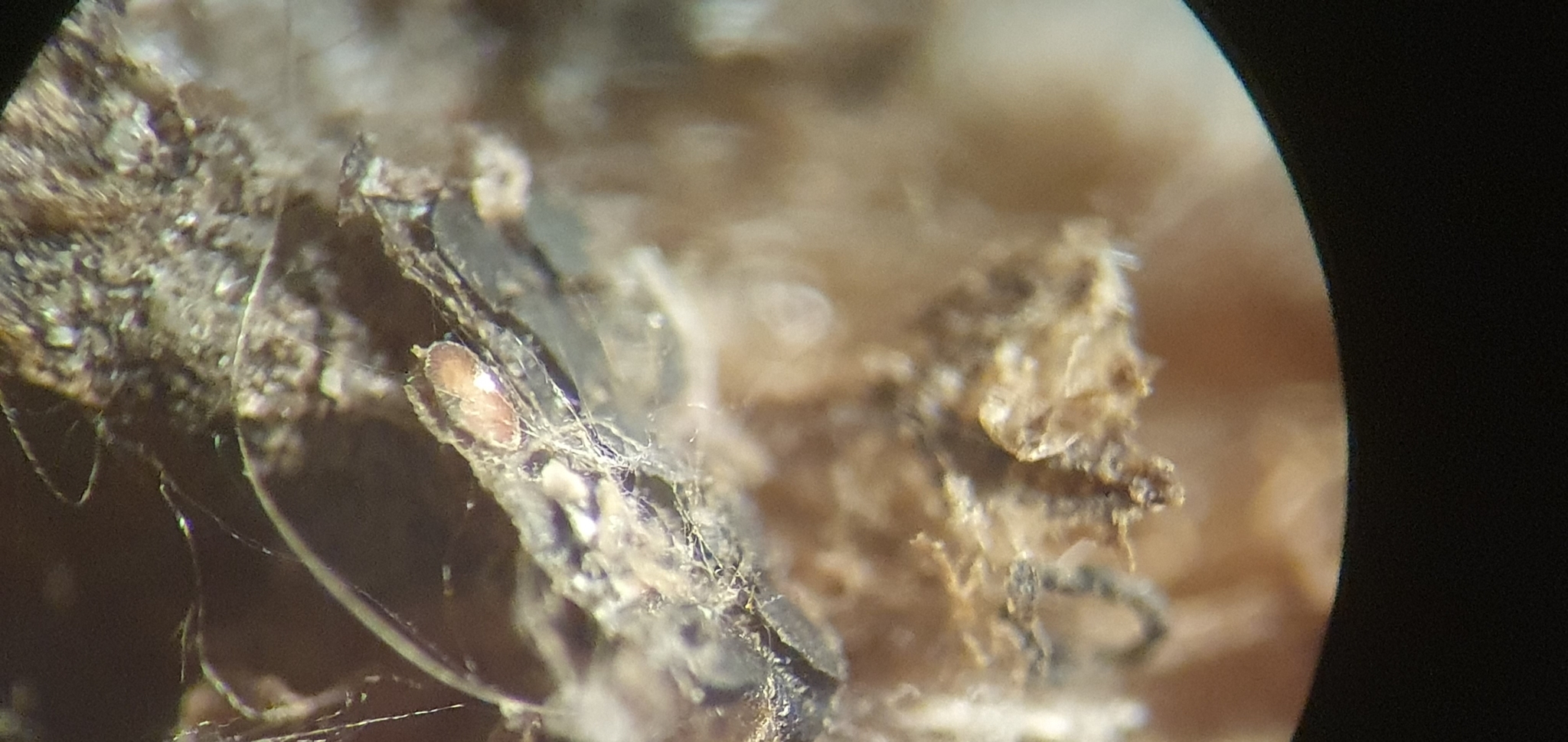 Plumatella fungosa (Pallas, 1768)