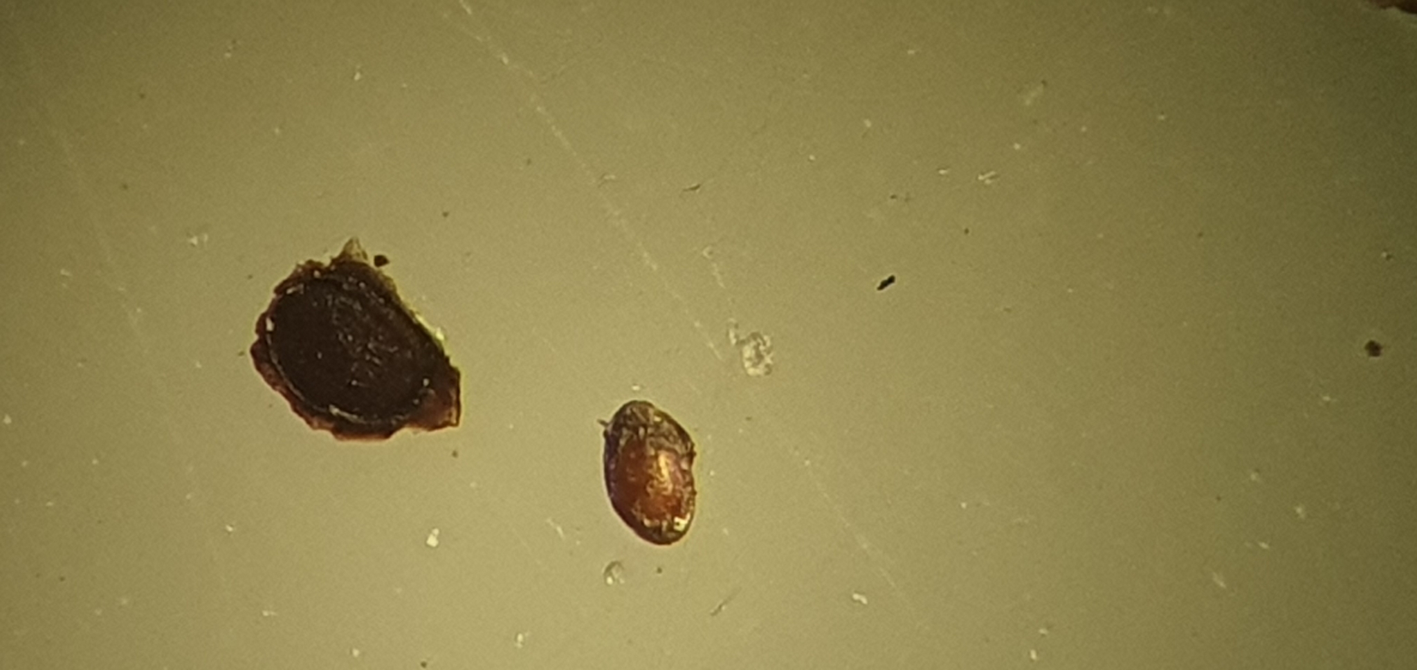 Plumatella fungosa (Pallas, 1768)