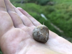 Elaphomyces granulatus