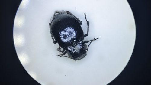 Mantichorula semenovi