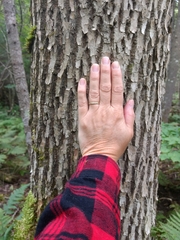 Fraxinus nigra image