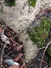 Fraxinus nigra image