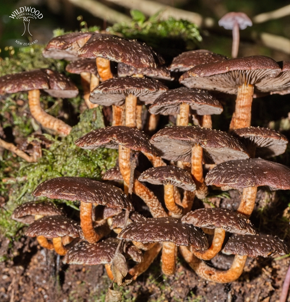 Hypholoma brunneum · May 2025 · photo: © robbiebgraham (iNaturalist, cc0)