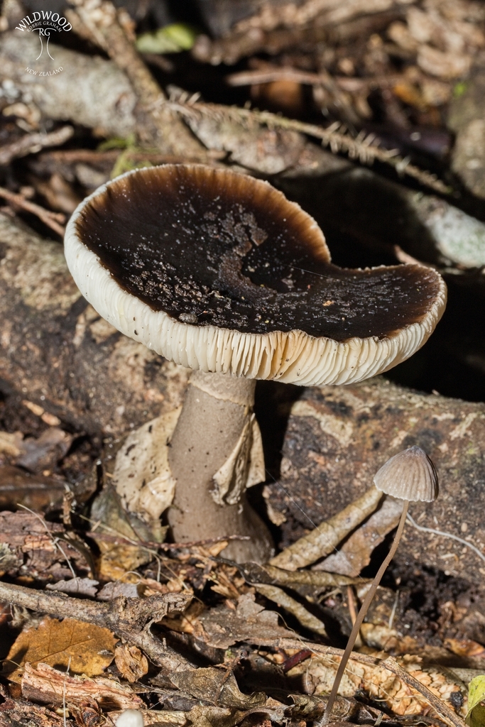 Amanita nothofagi · May 2025 · photo: © robbiebgraham (iNaturalist, cc0)