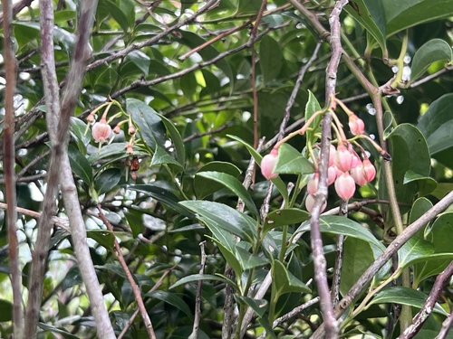 Vaccinium wrightii observed 2025-05-12