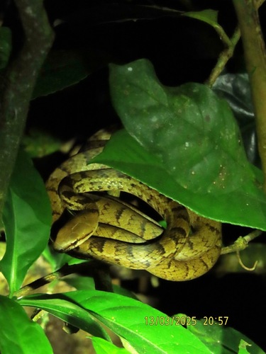 Central American Lizard Eater