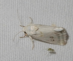 Schinia reniformis