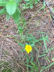 Coreopsis pubescens pubescens