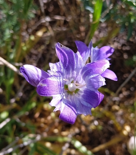 Gentiana olivieri