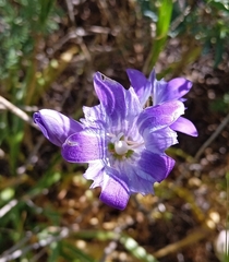 Gentiana olivieri