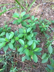 Coreopsis pubescens pubescens