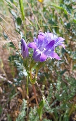 Igor Karyakin, CC BY, iNaturalist via GBIF Gentiana olivieri, photograph Igor Karyakin, CC BY, iNaturalist via GBIF