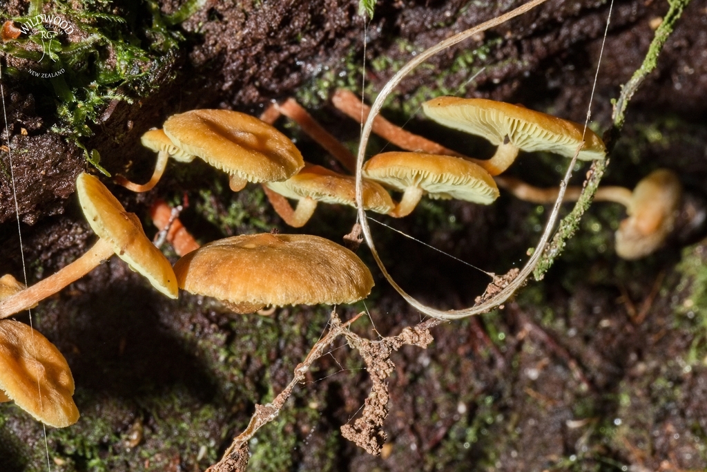 Hypholoma acutum · May 2025 · photo: © robbiebgraham (iNaturalist, cc0)