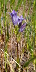 Igor Karyakin, CC BY, iNaturalist via GBIF Gentiana olivieri, photograph Igor Karyakin, CC BY, iNaturalist via GBIF