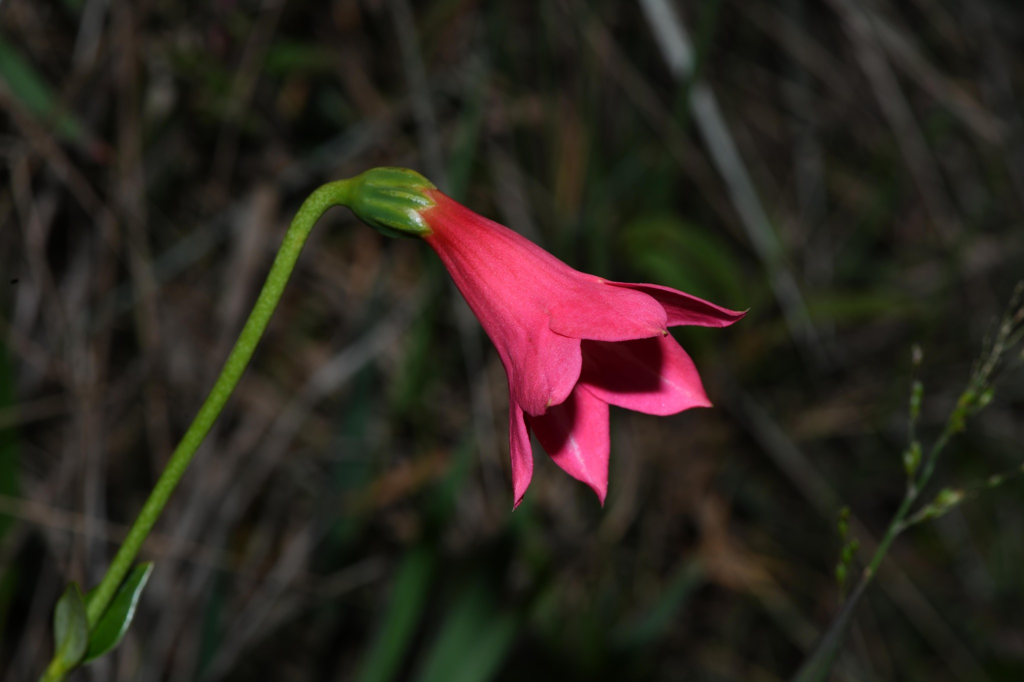 Calolisianthus pedunculatus