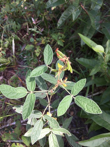 Rhynchosia tomentosa var. tomentosa