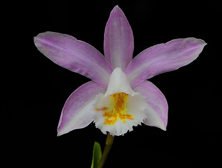 Pleione chunii