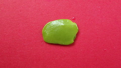 Tachigali densiflora