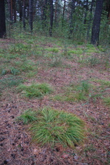 Carex pediformis macroura