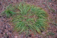 Carex pediformis macroura
