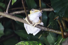 Polypedates otilophus