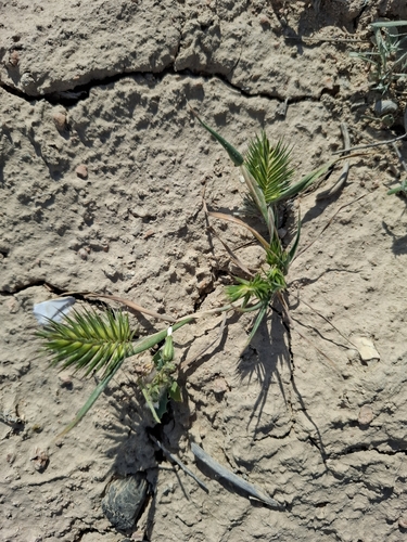 Tapertip false wheatgrass (Eremopyrum bonaepartis)
