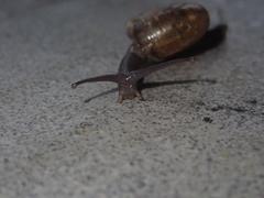 Macrochlamys hippocastaneum