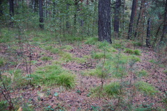 Carex pediformis macroura