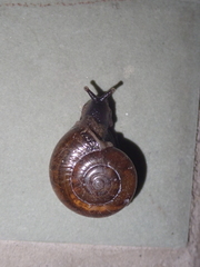 Macrochlamys hippocastaneum