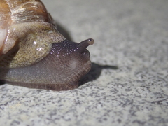 Macrochlamys hippocastaneum