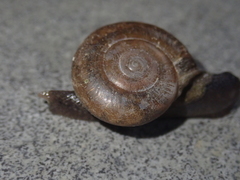 Macrochlamys hippocastaneum