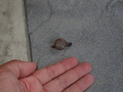 Macrochlamys hippocastaneum