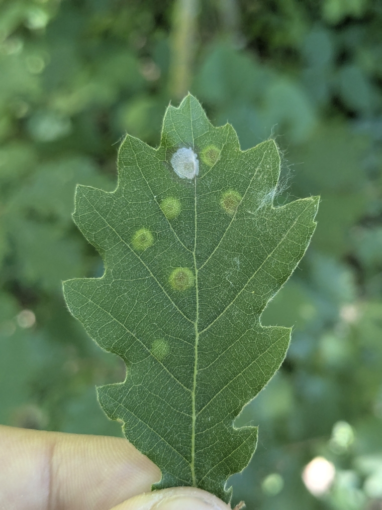 Polystepha malpighii