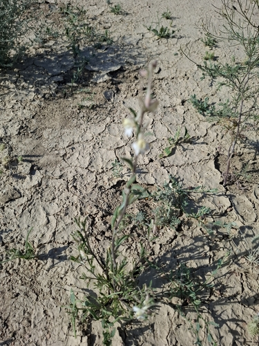 Delphinium rugulosum, photograph 4