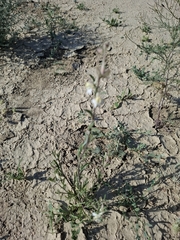 Delphinium rugulosum, photograph Margarita, CC BY, iNaturalist via GBIF