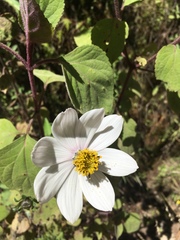 Cosmos diversifolius