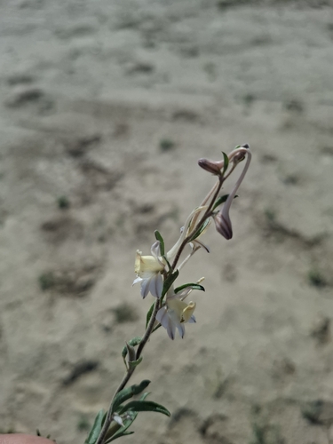 Delphinium rugulosum, photograph 5