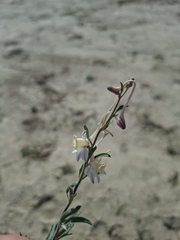Delphinium rugulosum, photograph Margarita, CC BY, iNaturalist via GBIF